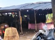 Dugaan praktik judi sabung ayam di Kabupaten Pemalang, Beraktivitas Bebas