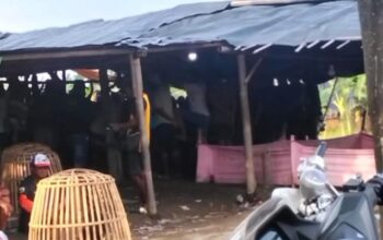 Dugaan praktik judi sabung ayam di Kabupaten Pemalang, Beraktivitas Bebas