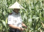 Lapas Takalar Panen Jagung, Bukti Suksesnya Pembinaan