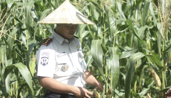Lapas Takalar Panen Jagung, Bukti Suksesnya Pembinaan
