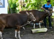 Lapas Takalar Laksanakan Penyembelihan Hewan Qurban, Wujudkan Semangat Berbagi dan Kepedulian