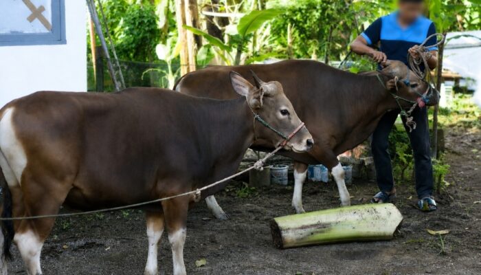 Lapas Takalar Laksanakan Penyembelihan Hewan Qurban, Wujudkan Semangat Berbagi dan Kepedulian