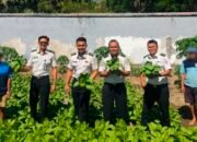 Panen 50 Kg Pakcoy, Lapas Takalar Komitmen Perkuat Ketahanan Pangan