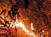 Kebakaran Hebat Landa Kawasan Hutan Pinus di Mamasa Sulawesi Barat