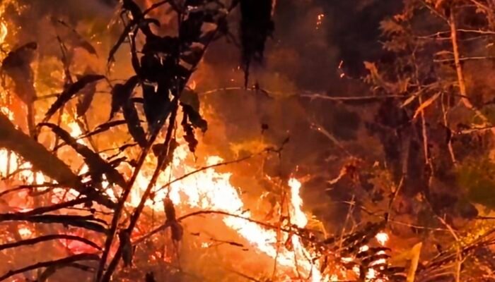 Kebakaran Hebat Landa Kawasan Hutan Pinus di Mamasa Sulawesi Barat