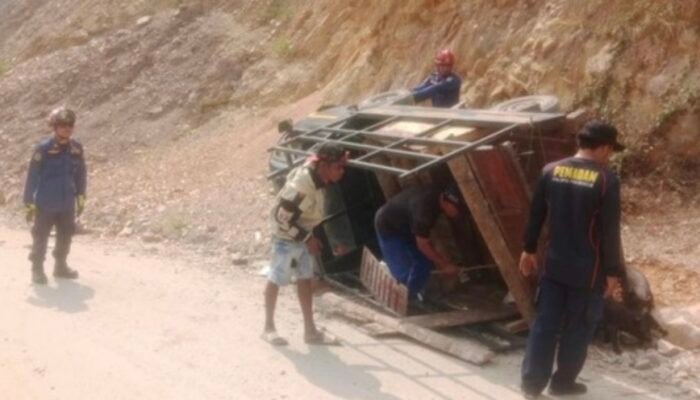Mobil Pikap Bermuatan Anak Babi Terbalik di Palopo, 8 Ekor Diduga Kabur ke Jurang