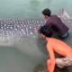 Hiu Paus Tutul 3,5 Meter Terdampar di Tambak Udang Muna Sultra, Warga Evakuasi Kembali ke Laut